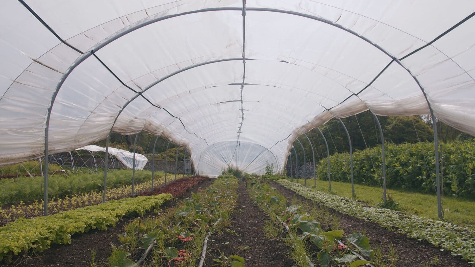 Rows of young crops growing under a polytunnel